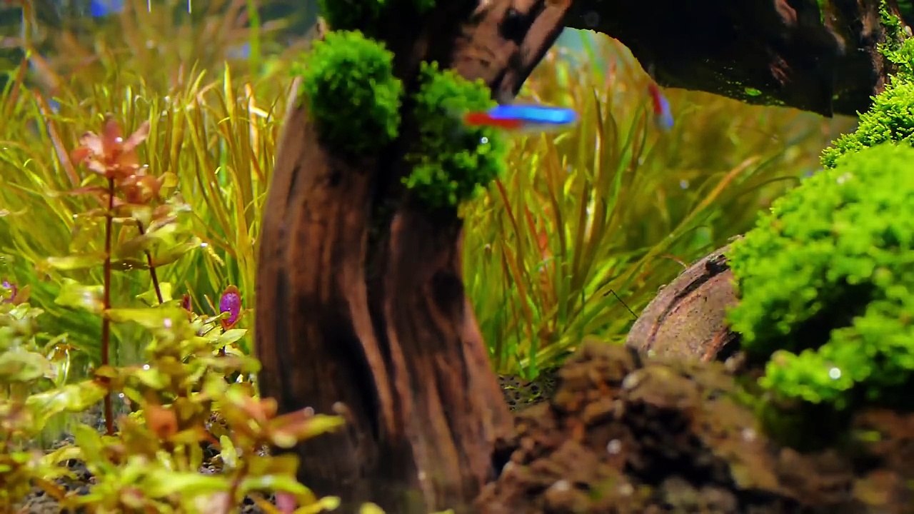 The Hard Water Planted Aquarium & Everything You Want To Know!