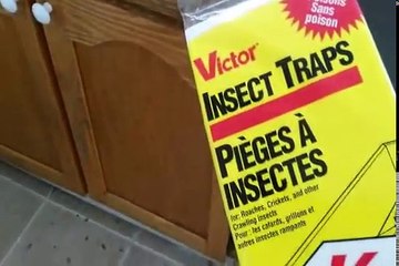 How to get rid of Cockroach forever with Killer Boric Acid Roach Powder
