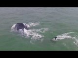 Whale Spotted at Kure Beach, North Carolina