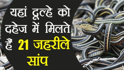 Bizarre: Madhya Pradesh where Bride's father gifts 21 poisonous snakes to groom  । वनइंडिया हिंदी