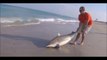 Il sauve un requin piégé dans une ligne de peche et échoué sur la plage