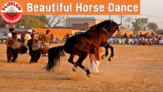 Amazing Horse Dance | FlipFlop Entertainment Channel