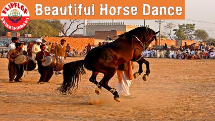 Amazing Horse Dance | FlipFlop Entertainment Channel