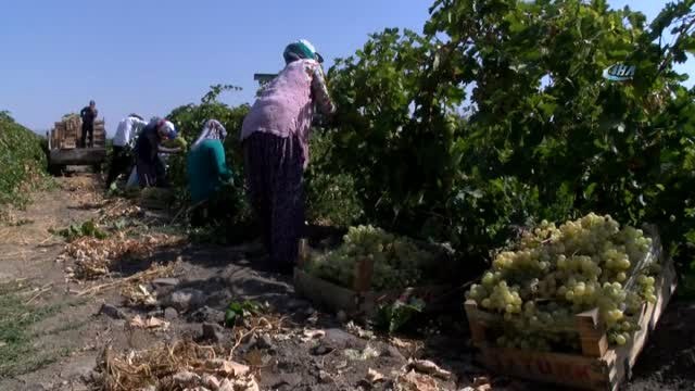 Türkiye'nin Üzüm İhtiyacının Yüzde 10'unu Karşılıyorlar... Hoşköy'de Üzüm Hasadı Başladı