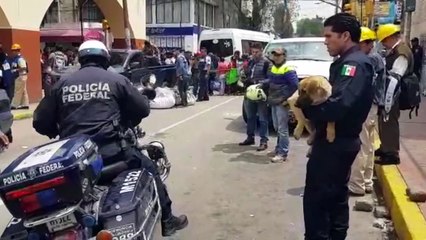 Cagnolina randagia, trema di paura dopo il terremoto. Allora la polizia fa qualcosa che ha colpito il cuore di tutti.