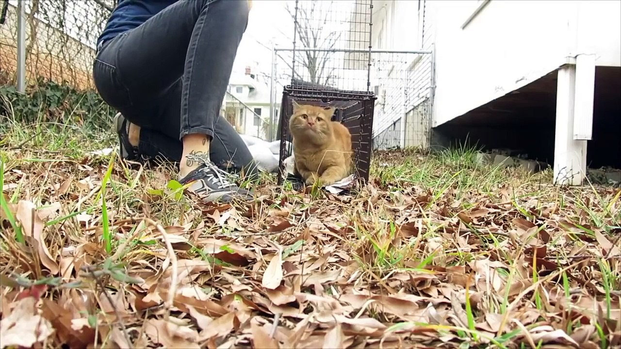How to Trap a Feral Cat for TNR