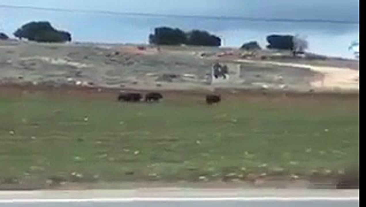 esto es lo que ocurre por la sobrepoblación de jabalíes