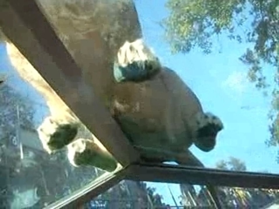 lion