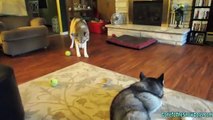 Are Siberian Husky Puppies Easy to Train? - Fan Friday