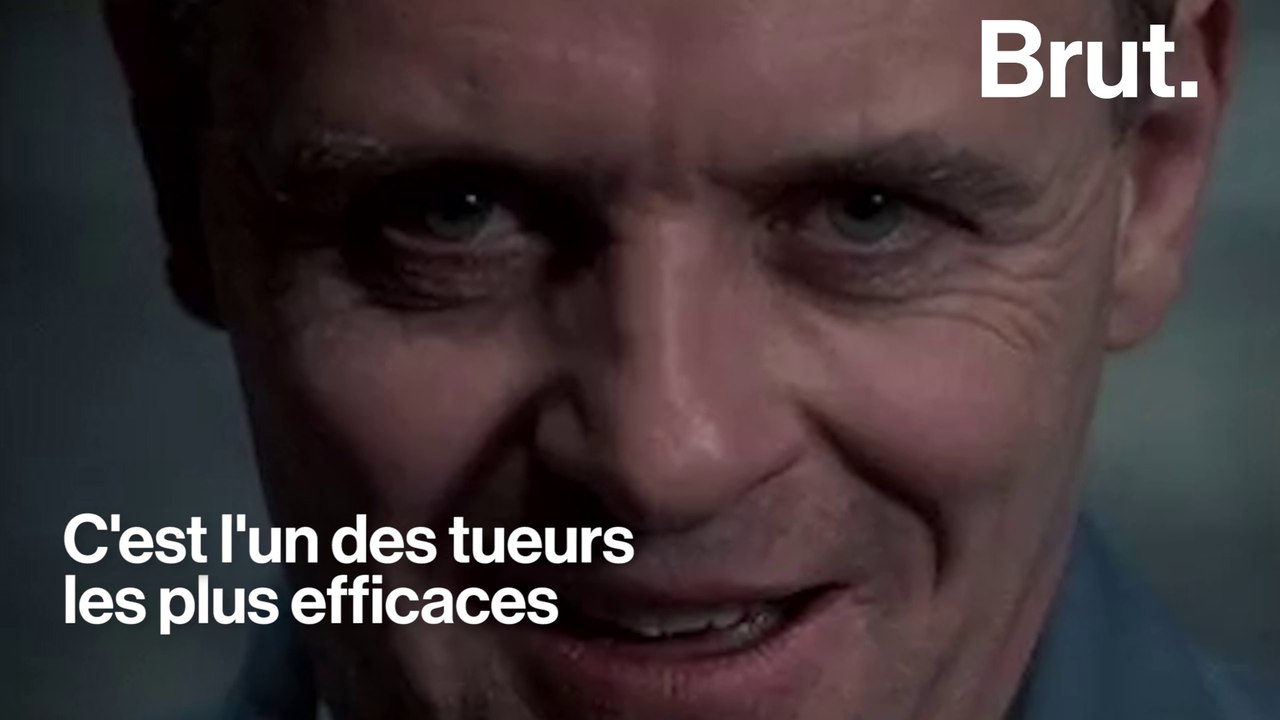 Le chat domestique, terrible serial killer ?