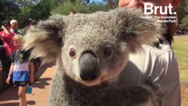 Quand la femelle Koala connaît ses première chaleurs