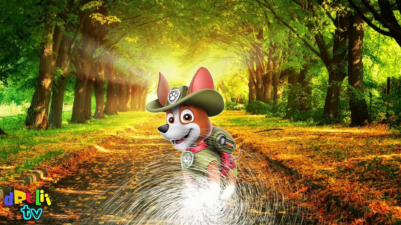 Learn the cartoon dogs breeds | Popular cartoon dogs and their real animals for children