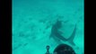 Turtle Proves a Real Mouthful for Tiger Shark
