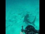 Turtle Proves a Real Mouthful for Tiger Shark