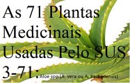 babosa plantas medicinais utilizadas pelo sus 3    71