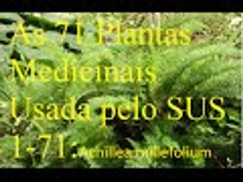 mil folhas plantas medicinais utilizadas pelo sus 1 71