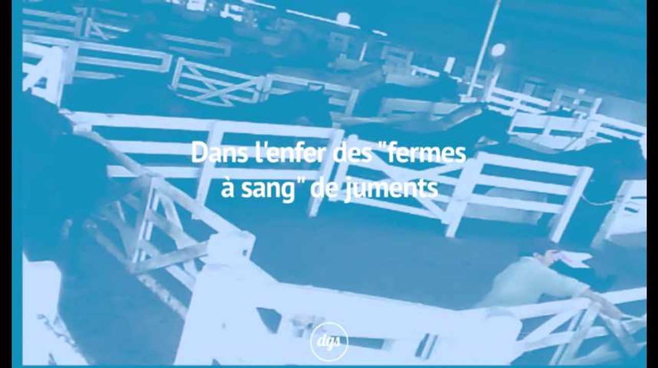Dans l'enfer des "fermes à sang" de juments