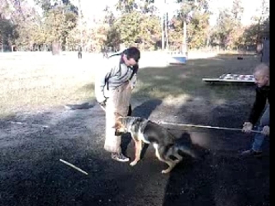 Caloo Berger Allemand de 6 mois