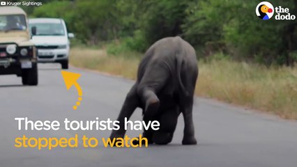 Baby Elephant Decides To Nap In The Middle Of The Road | The Dodo
