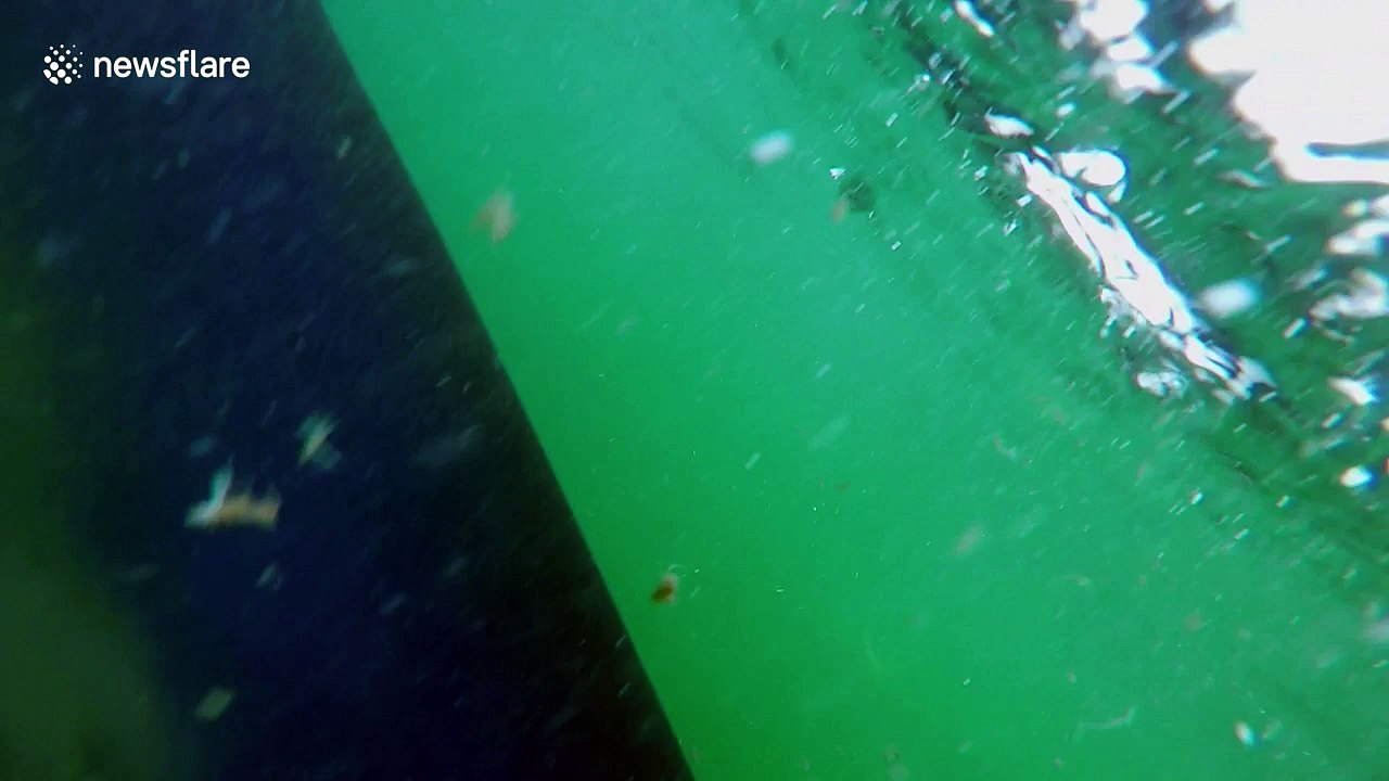 Curious sharks circles boat in search for food in the North Atlantic Canyons