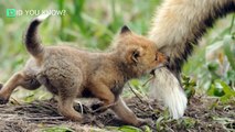 Fox Cub Who Lost His Mother In A Car Accident Finds Hope Thanks To This Hero