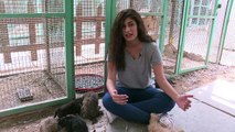 عراقيون يسخرون وسائل التواصل الاجتماعي لمساعدة الحيوانات