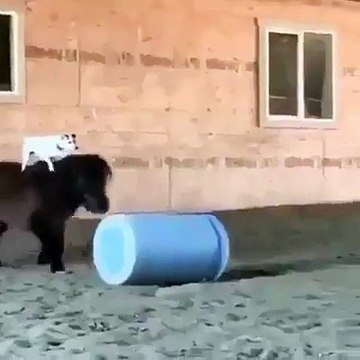 dog rides a horse. WOW SO NICE!!!! :) XD XD XD XD