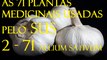 alho plantas medicinais utilizadas pelo sus 2   71