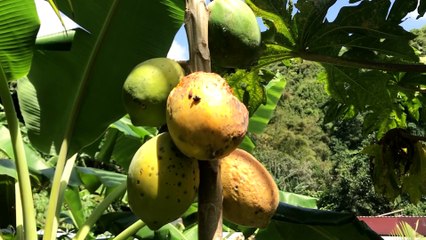 J'ai acheté ce potager pour essayer de vivre en autosuffisance