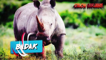 10 KEMARAHAN HEWAN MENGAMUK PALING SADIS YANG MENYERANG MANUSIA DAN TERTANGKAP KAMERA!!!