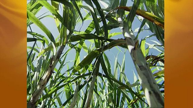 สารคดีเฉลิมพระเกียรติ ในหลวง รัชกาลที่ ๙ (2548) ตอนที่ 3 ดวงอาทิตย์ส่องใจไทยนิรันดร์ (5 ธ.ค. 2548)