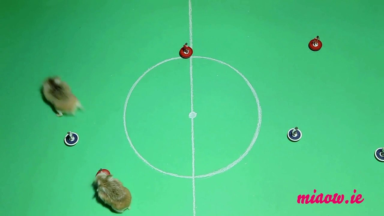 Games for Cats to play - Hamster Football!