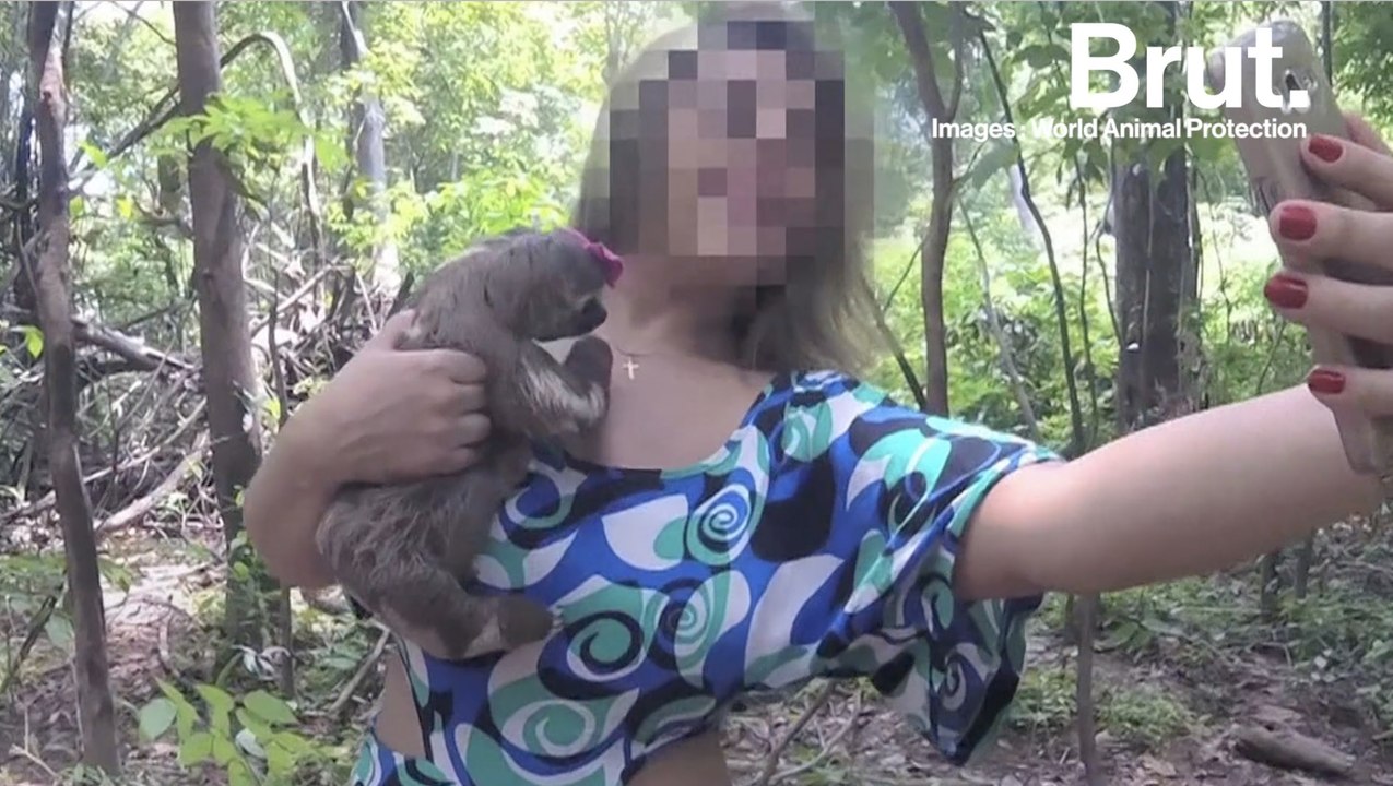 Les selfies animaliers, une mode cruelle