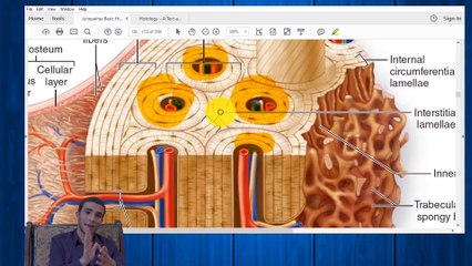 2-Bone Typse, Medical Apllication and Tissue prepare FINAL