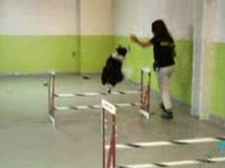 Pet Care - Dog Hotels