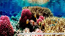 Coral reef blanching: Environmental change Obliterating sea homes and putting clownfish in danger