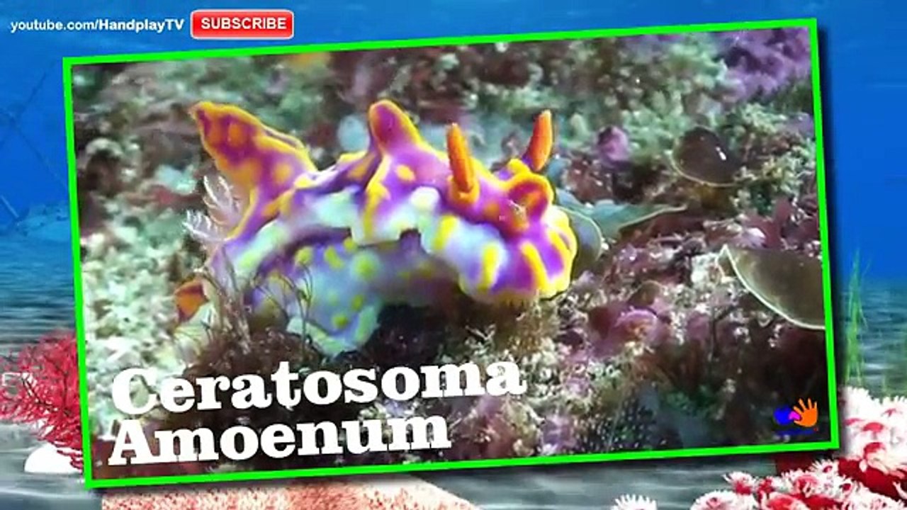 Deniz Hayvanlar edinin | Su Hayvanlar İsimler ve sesler | Handplaytv Learn for Kids