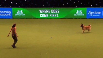 The loyal dog is sad