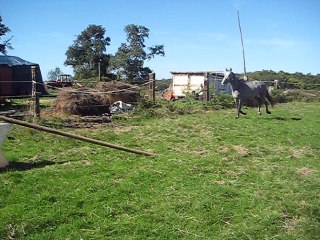 croix galop fandango