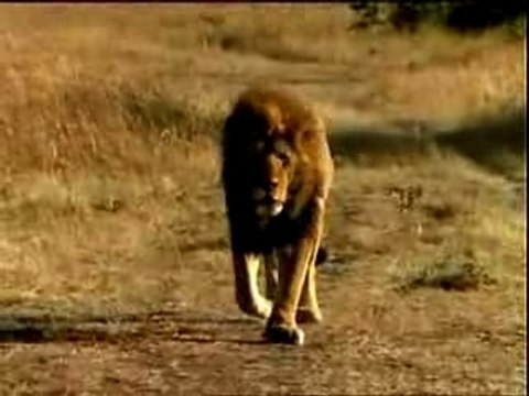 Un documentaire animalier sur 13ème Rue