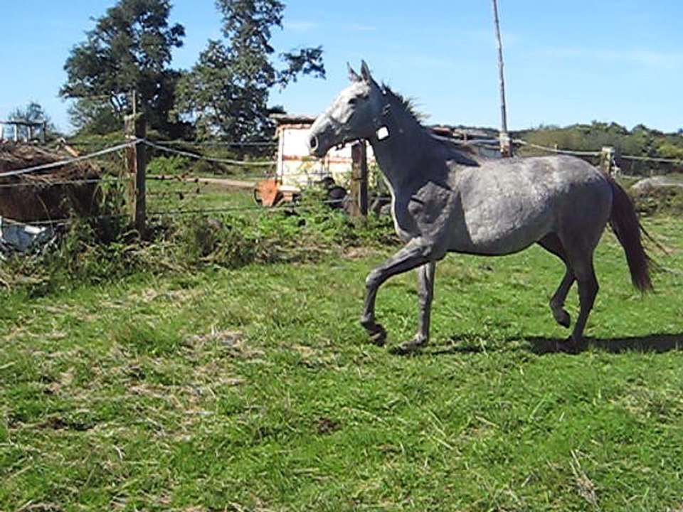 fandango galop 1ere barres sol