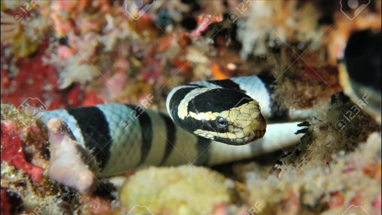 दुनिया के 10 सबसे विषैले सांप Top 10 Most Venomous Snakes in the World In Hindi 2017