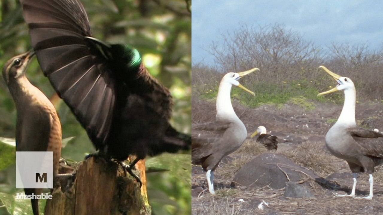 Ever wonder what it’d sound like if animals could talk?