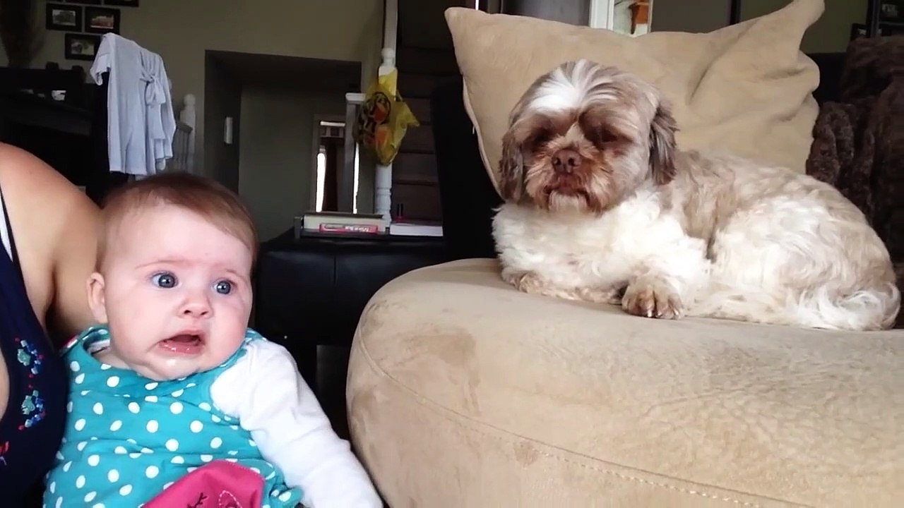 Ce chien sait comment calmer ce bébé en pleurs