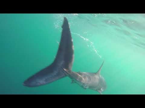 Diver Spots Shark Off Coast of Tofino in Canada