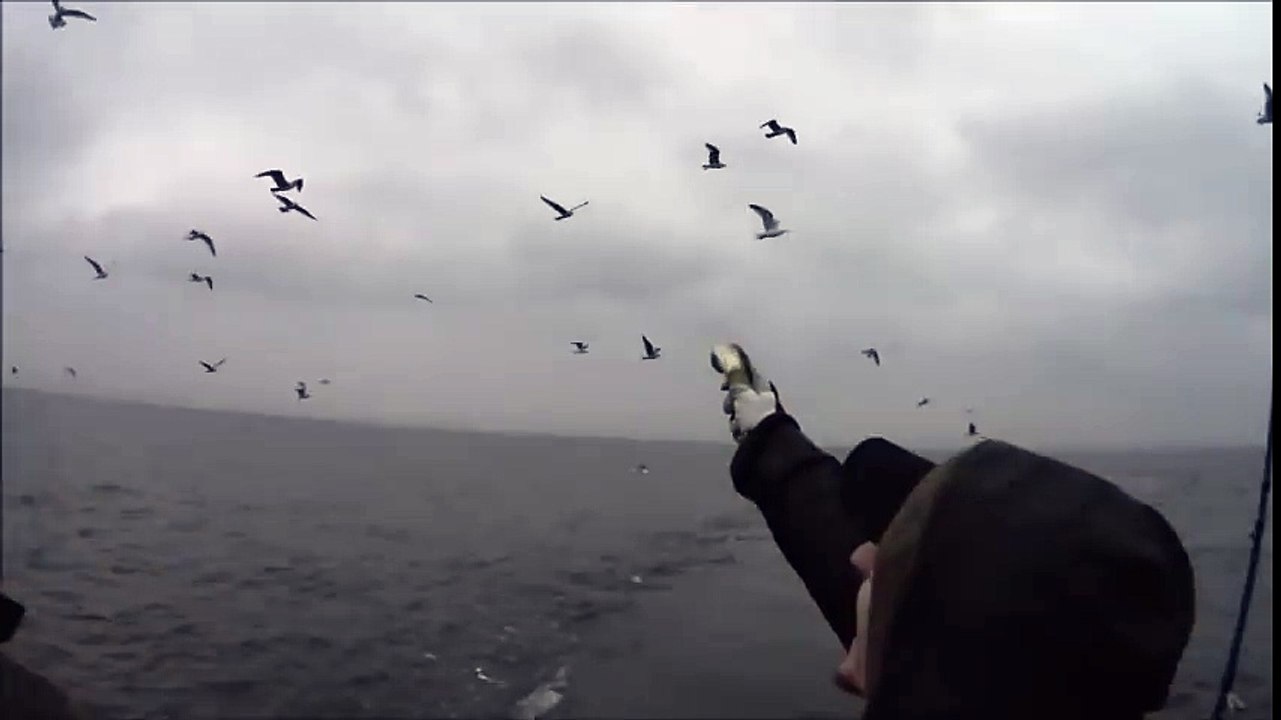 Lancer de poisson réussi, la mouette l'attrape au vol!