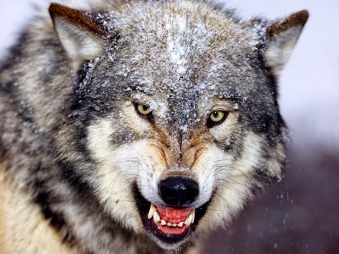 Ce loup poursuit une voiture sur plusieurs kilomètres au Canada