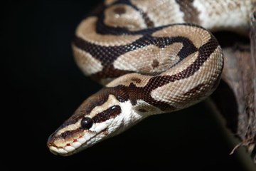 Presque mordu par un python, ce touriste va avoir la peur de sa vie!