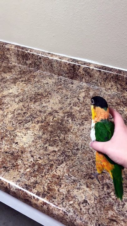 Happy Bird Hops