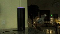 Parrot Tells Amazon Alexa 